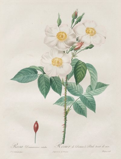 Les Roses: Rosa Damascena, subalba, 1817-1824. od Pierre Joseph Redouté