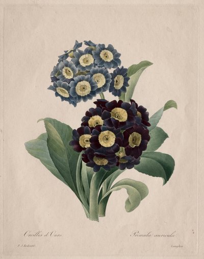 Primula auricula, 1827. od Pierre Joseph Redouté