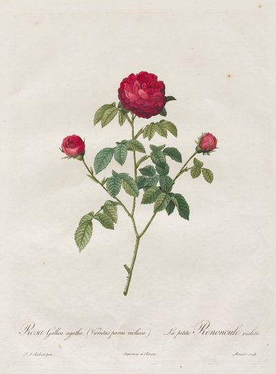 Provence nebo francouzská růže, 1817-1824. od Pierre Joseph Redouté