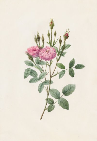 Rosa Pomponiana Muscosa, 1817-1824. od Pierre Joseph Redouté