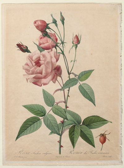Růže: Čína nebo Bengálská růže, 1817-1824. od Pierre Joseph Redouté