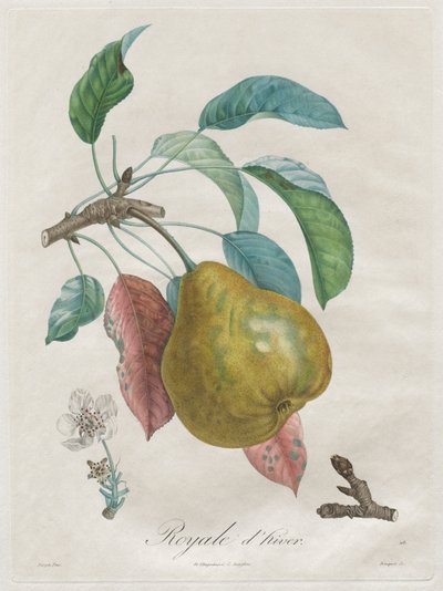 Pojednání o ovocných stromech: Královská zima, 1808-1835. od Henri Louis Duhamel du Monceau