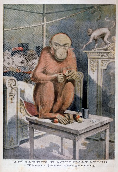 Orangutan Tinan, 1896 od Henri Meyer