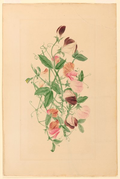 Kresba, Sladký hrášek, 1875 od Henrietta Benson Homer