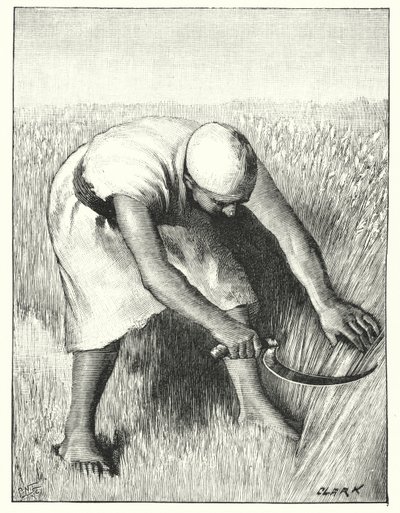 Sklizeň na východě (litho) od Henry Andrew Harper