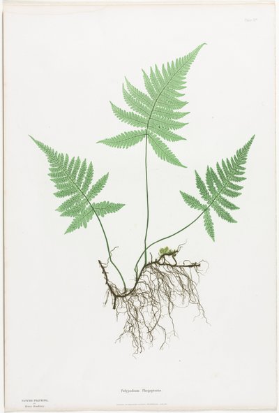 Kapradiny Velké Británie a Irska: Polypodium Phegopteris, 1855-1856. od Henry Bradbury