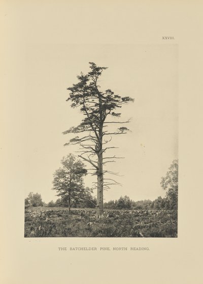 The Batchelder Pine, North Reading od Henry Brooks