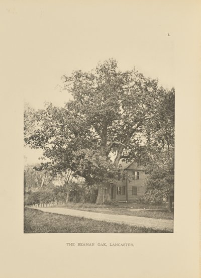 The Beaman Oak, Lancaster od Henry Brooks