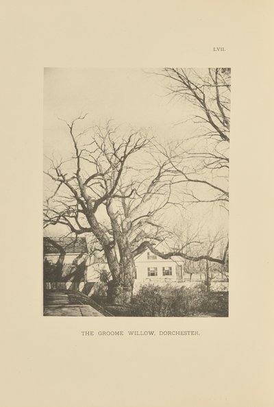 The Groome Willow, Dorchester od Henry Brooks