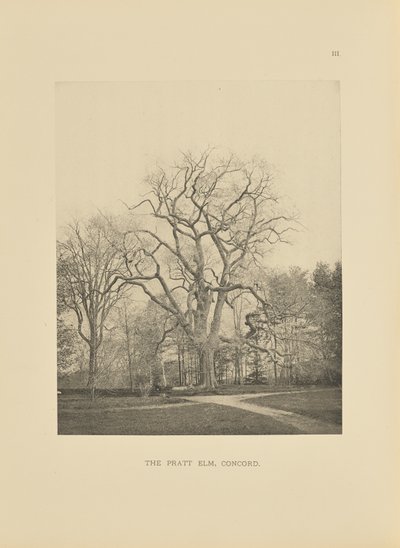 The Pratt Elm, Concord od Henry Brooks