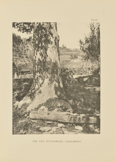 The Rice Buttonwood, Charlemont od Henry Brooks