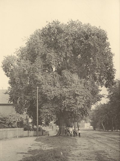 Whittemore Elm, Arlington od Henry Brooks