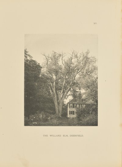 The Willard Elm, Deerfield od Henry Brooks