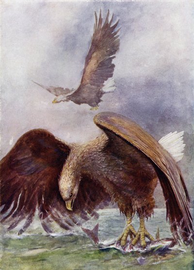 Rybaření mořského orla od Henry Charles Seppings Wright