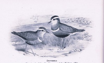 Dotterells, Nature in Britain publikoval Collins, 1946 od Henry Constantine Richter