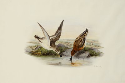 Spoonbill od Henry Constantine Richter