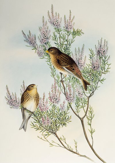 Twite (Carduelis flavirostris), z Birds of Great Britain od Henry Constantine Richter
