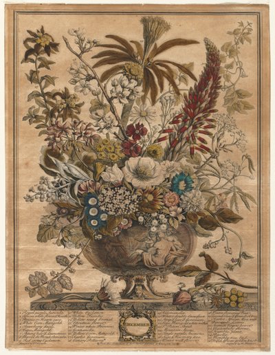 Dvanáct měsíců květů: prosinec 1730. od Henry Fletcher
