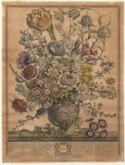 Dvanáct měsíců květů: březen 1730. od Henry Fletcher