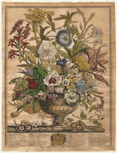 Dvanáct měsíců květů: září 1730. od Henry Fletcher