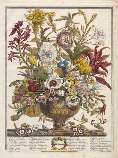 Dvanáct měsíců květů: září 1730. od Henry Fletcher
