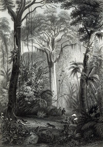 Scéna v brazilském pralese, vyryl J.Bishop od Henry George Hine