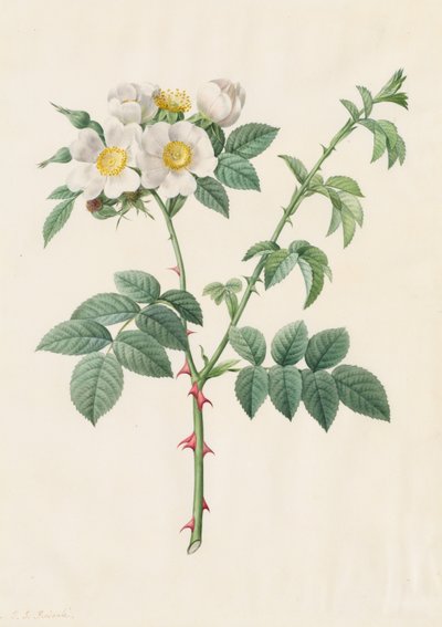 Brier Bush Rose nebo Dog Rose (Rosa Leucantha) od Henry Joseph Redouté