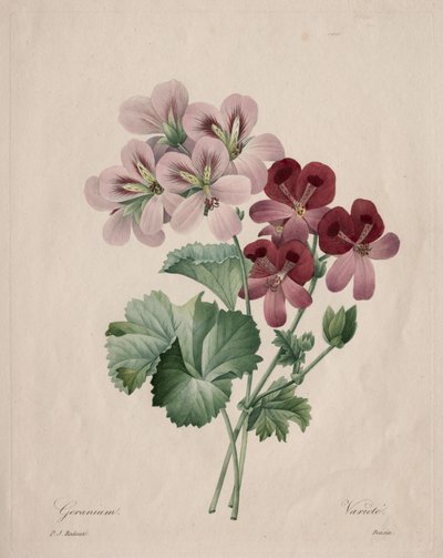 Pelargónie od Henry Joseph Redouté