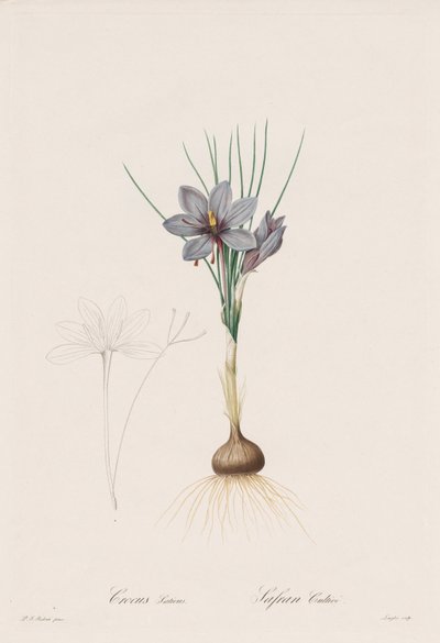 Liliaceae: Crocus Sativus od Henry Joseph Redouté