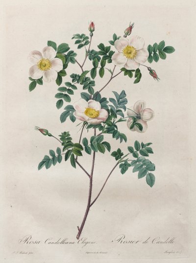 Les Roses: Rosa Candolleana Elegans od Henry Joseph Redouté