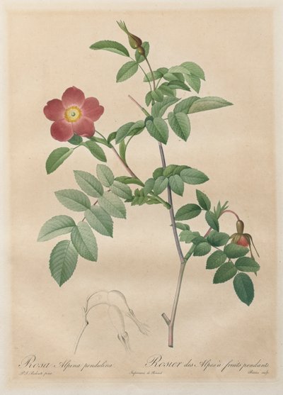 The Roses: Pendulin alpská růže od Henry Joseph Redouté