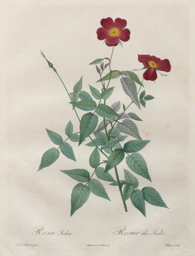 Růže: Rosa indica od Henry Joseph Redouté
