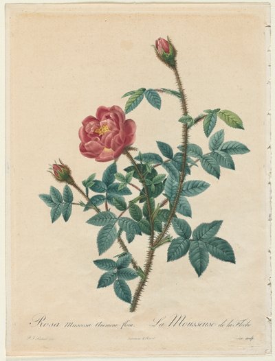 Moss Rose od Henry Joseph Redouté