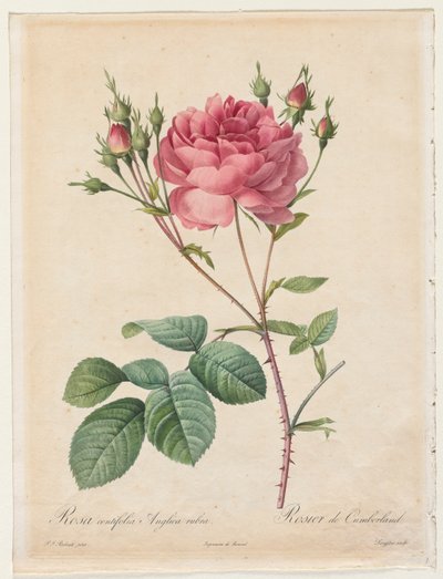 Rosa Centifolia Anglica Rubra od Henry Joseph Redouté