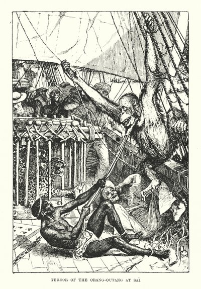 Teror orang-outangů v Sai (rytina) od Henry Justice Ford