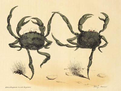 Fantastický tanec z La Caricature, hospoda. 1831 litografie, 1831. od Henry Monnier