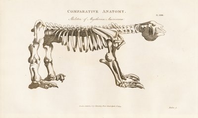 Kostra Megatherium americanum od Henry Mutlow