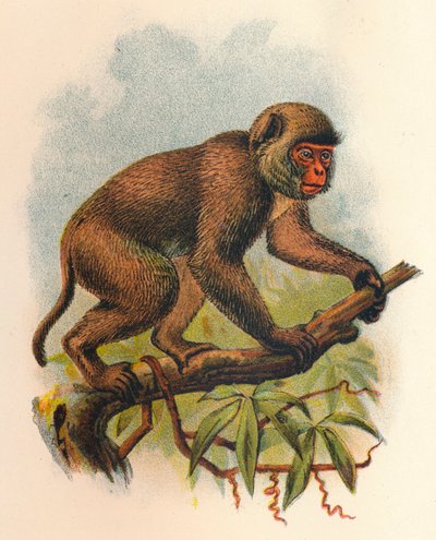 St. Johns Macaque, 1897 od Henry Ogg Forbes