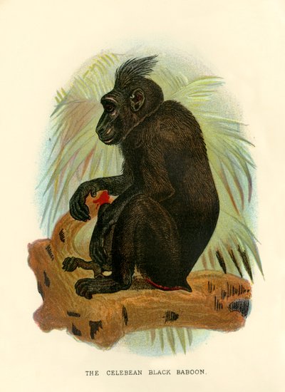 Celebean Black Baboon, 1896 od Henry Ogg Forbes