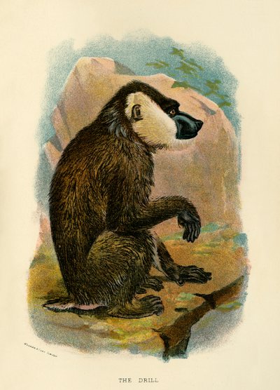 Vrták, 1896 od Henry Ogg Forbes
