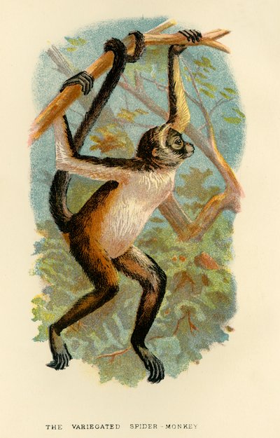 Pestrá pavoučí opice, 1896 od Henry Ogg Forbes