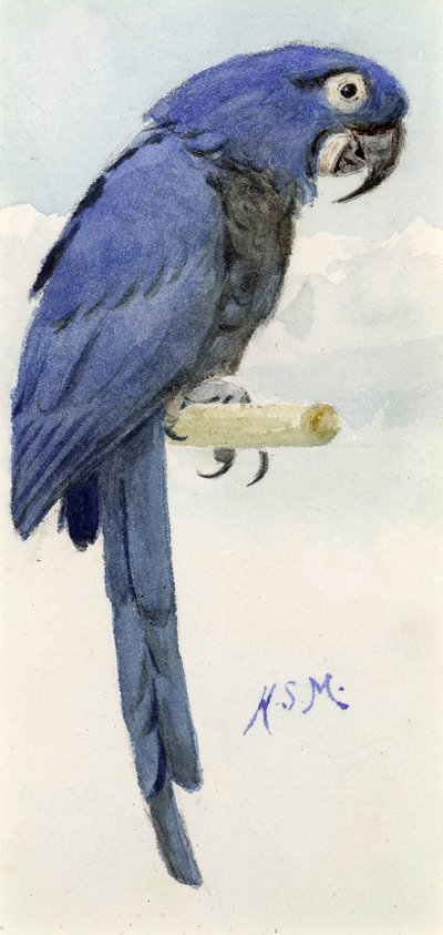 Makak hyacintový, asi 1890 od Henry Stacey Marks