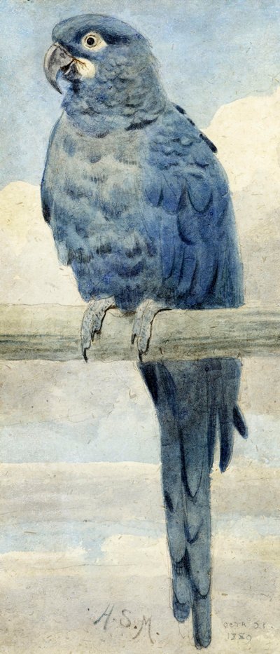 Ara hyacintový, 1889 od Henry Stacey Marks