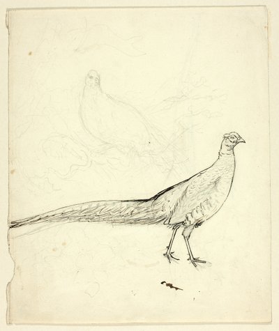 Dvě skici bažanta (recto); skica bažantů a ženského aktu (verso) od Henry Stacy Marks