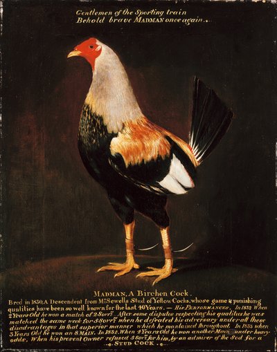 Šílenec, Birchen Cock (olej na plátně) od Henry Thomas Alken