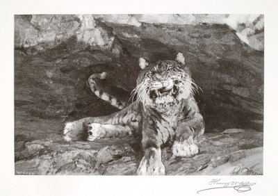 Tiger od Henry Wolf