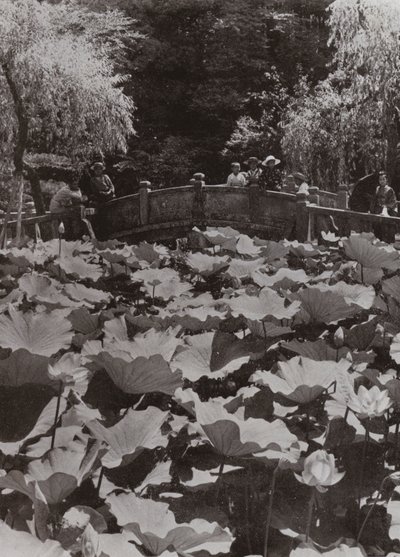 Lotosový rybník (černobílá fotografie) od Herbert Ponting