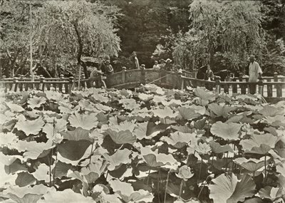Lotosový rybník, 1910. od Herbert Ponting