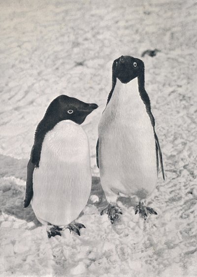 A Pair of Adélie Penguins, c1911, 1913 od Herbert Ponting