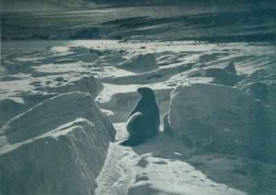 A Weddell Seal On The Beach, c1911, 1913 od Herbert Ponting